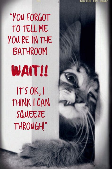 Animal Humor Cat Funny Bathroom Break Cant Hide No Privacy