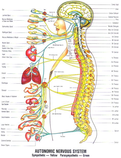 Diagrams Of The Nervous System