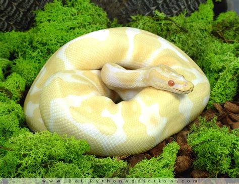 Albino Ball Python Morph Ball Python Addiction