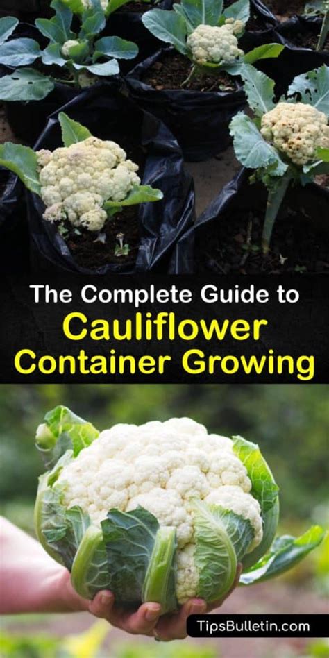 Grow Cauliflower In Pots Smart Ways To Plant Cauliflower In Containers