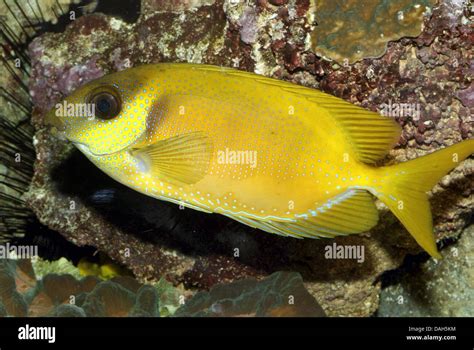 Blue Spotted Spinefoot Hi Res Stock Photography And Images Alamy