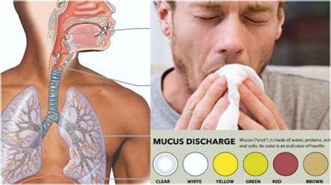 What The Color Of Mucus Says About Your Health Welcome To The Trailer