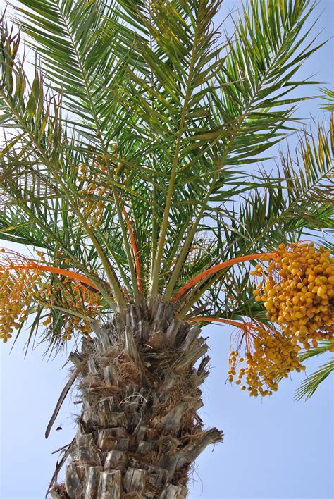 Phoenix Dactylifera Met Zaden Zaden Palmboom Tuin