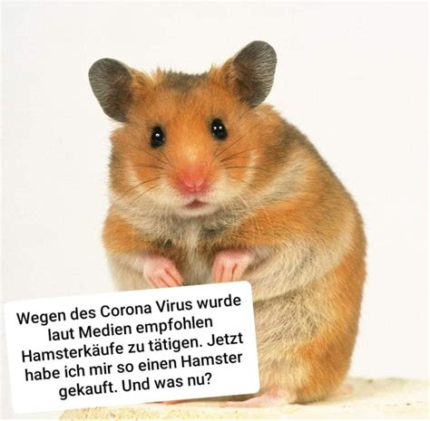 Hab aus reinem trotz beim aldi das keksregal. Pin von eisblumeblumella . auf Tiere in 2020 | Witzige ...