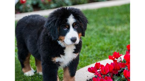 Best Pet Bed For Bernese Mountain Dog Best Pets Beds