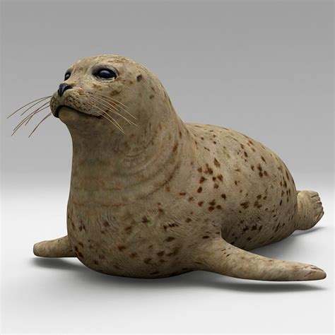 3d Harbor Seal Harbor Seal Harbor Seal