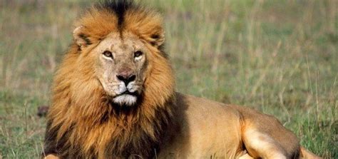 Lion Facts 20 Interesting Facts About Lions