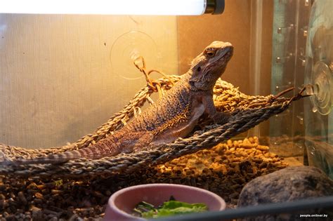 Domestic Lizards Who To Get And How To Care Gorodprizrak