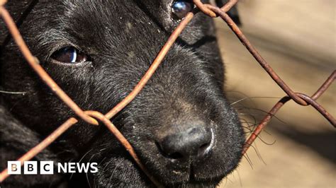 Animal Cruelty Sentencing Just 8 Of Convicts Jailed Bbc News