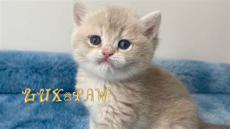 Dusty British Shorthair Blue Golden Chinchilla Ay12 Lux Paw Cattery
