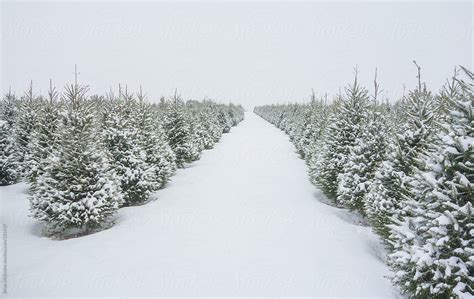 Many Rows Of Perfect Pine Trees Covered In Snow And Stretching T By