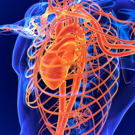 3d Illustration Human Circulatory System Anatomy Heart Stock