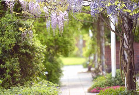 Japanese Wisteria Care And Growing Guide