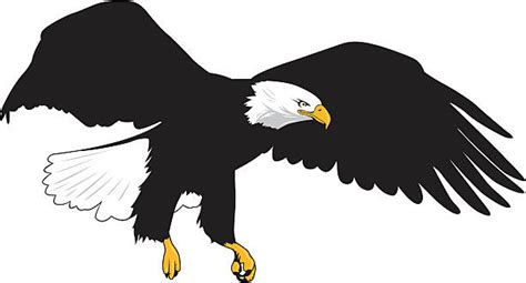 Royalty Free Bald Eagle Landing Clip Art Vector Images And Illustrations