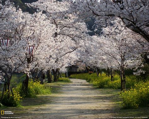Wallpaper Japan Trees Nature Cherry Blossom Dirt Road Path