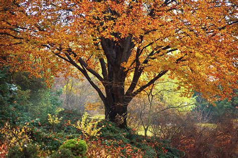 Autumn Glory Of Beech Tree Photograph By Jenny Rainbow Fine Art America