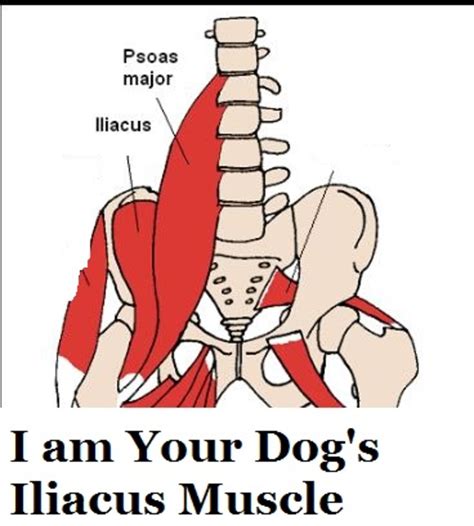 I Am Your Dogs Iliopsoas Muscle Dog Discoveries