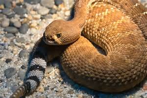 Rattlesnake San Diego Zoo Animals And Plants