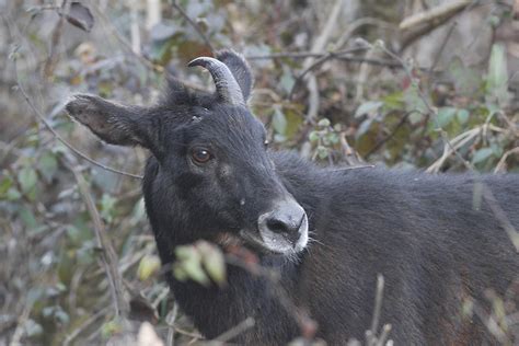What is your favorite baby animal called? Himalayan serow - Wikipedia