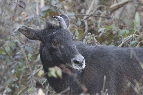 This article provides a list of some of these baby animal names. Himalayan serow - Wikipedia