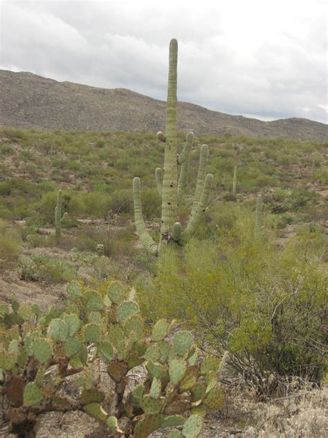 Learn more about the saguaro cactus and see pictures from the the average saguaro has about five arms and is about 30 feet tall. Cactus Forest Drive, Saguaro National Park 5 | Saguaro ...