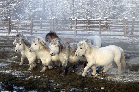 book review  yakut horse  egor makarov horses  snow horses beautiful horses