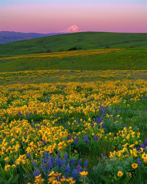 Mt Hood Wildflowers Archives Mike Putnam Photography