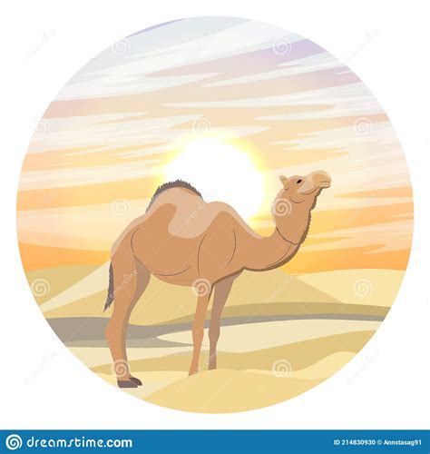 Dromedary Camelus Dromedarius Standing In The Sahara Desert In Front Of