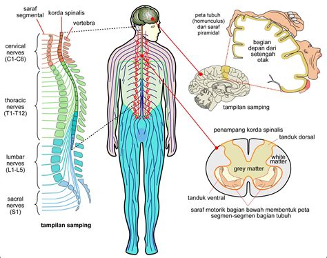 Anatomi Sistem Saraf Manusia Homecare24