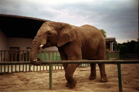 Tu można przyjść po wiedzę, wypocząć pośród pięknej przyrody i obserwować wspaniałe zwierzęta. Śląski Ogród Zoologiczny - Przewodnik - Dioblina