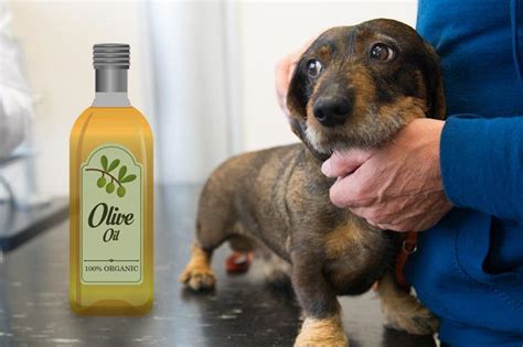 Use Olive Oil For Dogs Dry Skin Lovetoknow