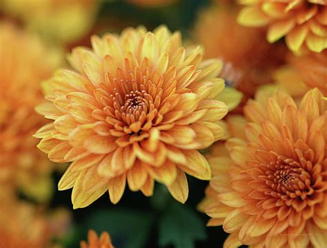 Yellow Chrysanthemum Flowers Photograph By Maria Angelica Maira Fine