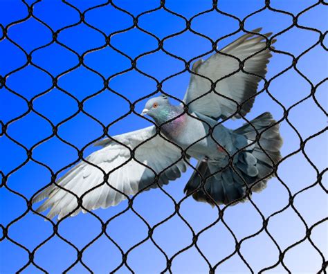 Time For Pigeon Netting To Protect Your Home And Garden Total Bird