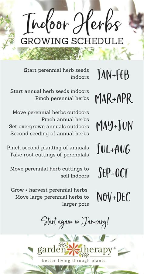 My Indoor Herb Growing Schedule Throughout The Year Garden Therapy