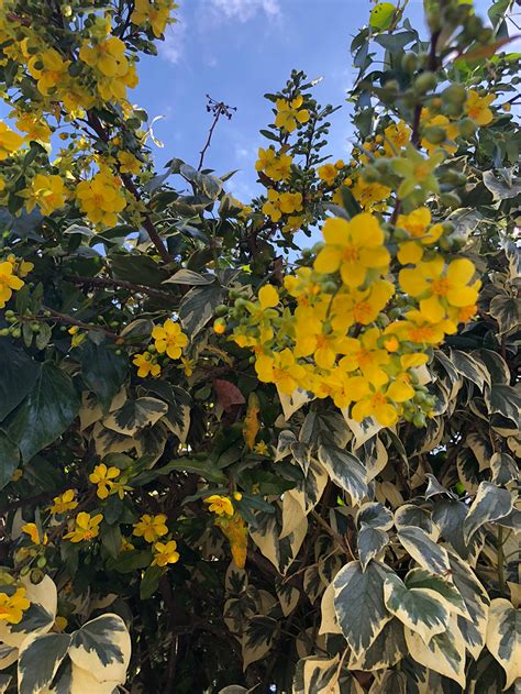 Help Identifying Yellow Flowering Shrub