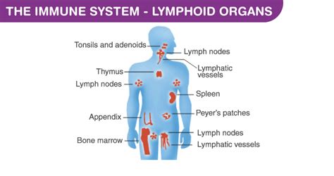 Lymphatic System Organs And Their Functions