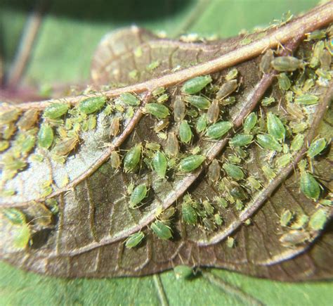 Fact Sheet Green Peach Aphid