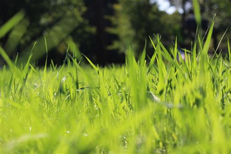 Tall Fescue Grass How To Grow And Care For Tall Fescue In The Lawn