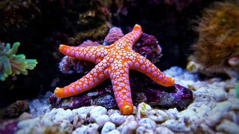 Sand Starfish Starfish On The Ocean Floor Animals Fish