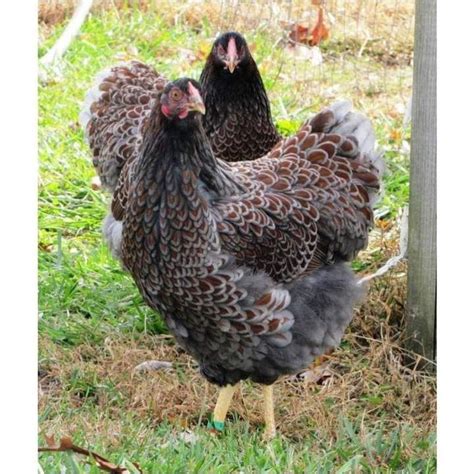 We did not find results for: Blue Laced Red Wyandotte 12+ Hatching Eggs in 2020 | Blue ...