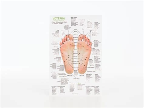 Hand And Foot Reflexology On Cardstock 85x55 Sheet Oil Life