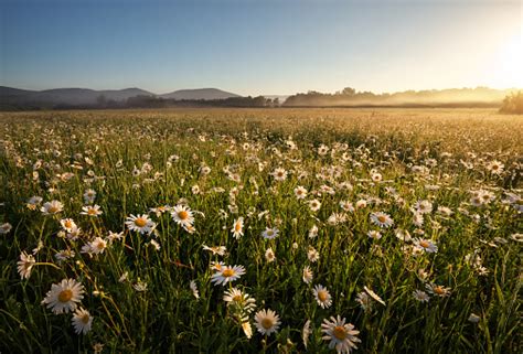 Daisies In The Field Near The Mountains Meadow With Flowers At Sunrise