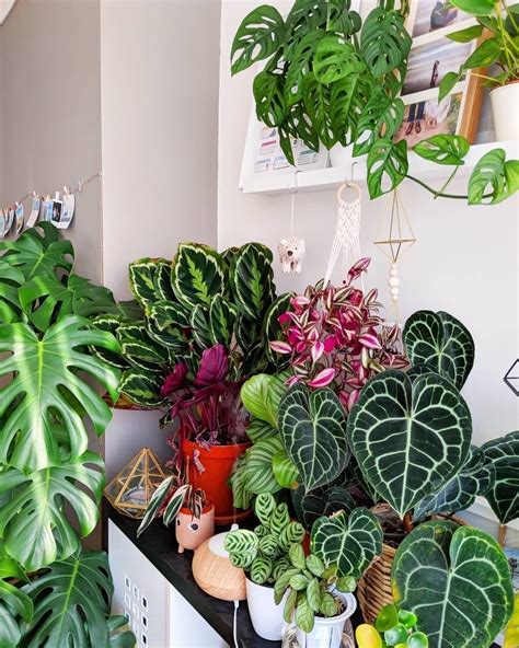 House Of Plants On Instagram Prolly One Of The Prettiest Corners