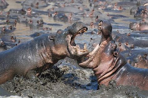 15 Facts About Hippos That Might Surprise You Afktravel