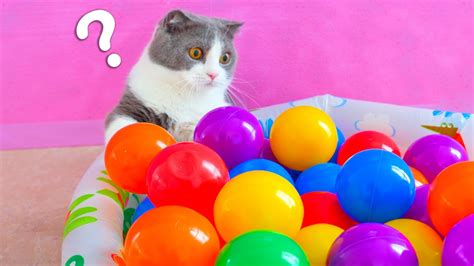 Do Cats Like Ball Pits Compilation Youtube