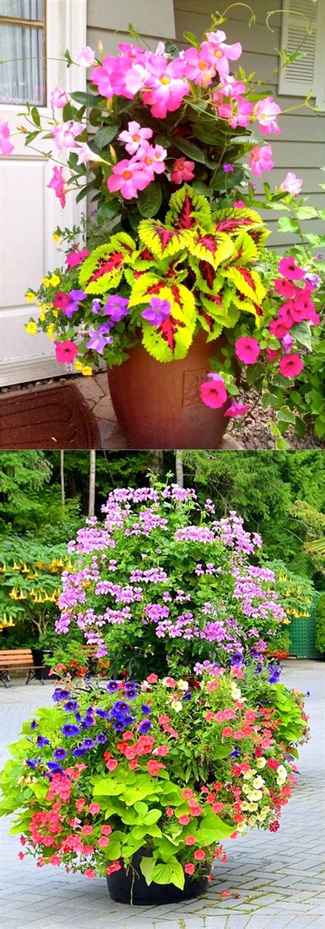Colorful Flower Gardening In Pots 38 Designer Plant