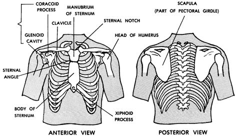 Anatomy Of Chest Area Chest Anatomy Artwork Stock Image F005