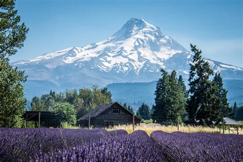 7 Lavender Farms Fields And Festivals In Oregon Small Town Washington