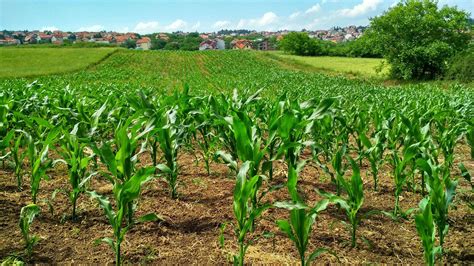 How To Start A Commercial Corn Farming Business Motivation Africa