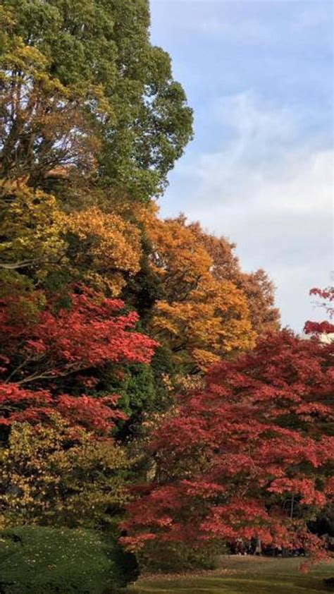 Autumn Leaves Landscape Wallpapersc Iphone8plus